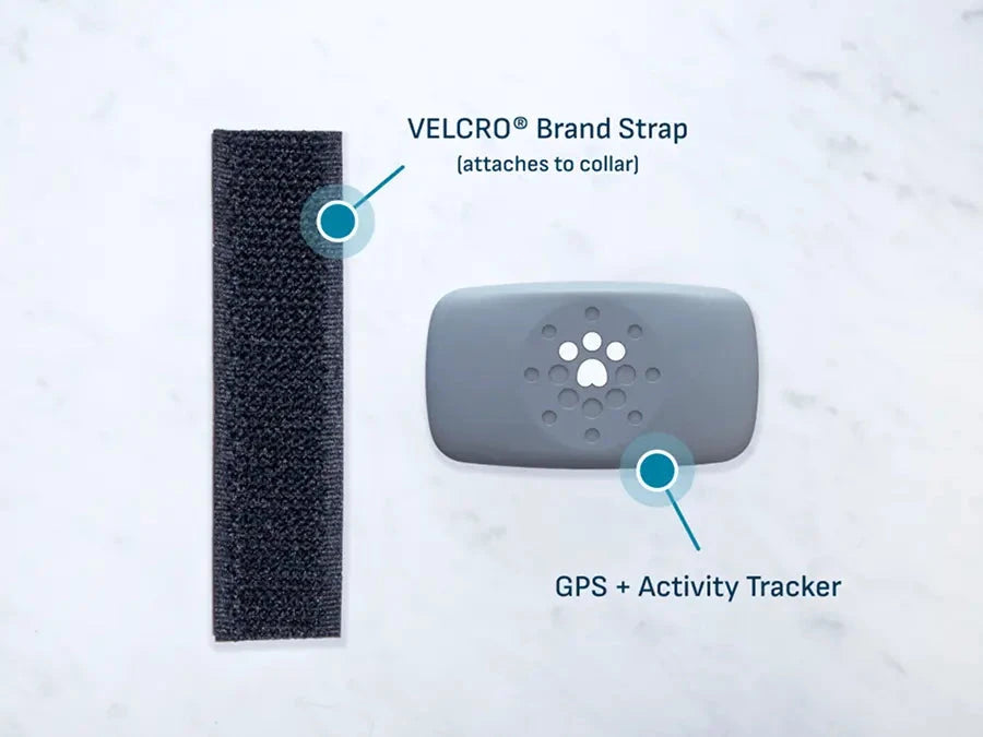 Petivity Smart Dog GPS Tracker