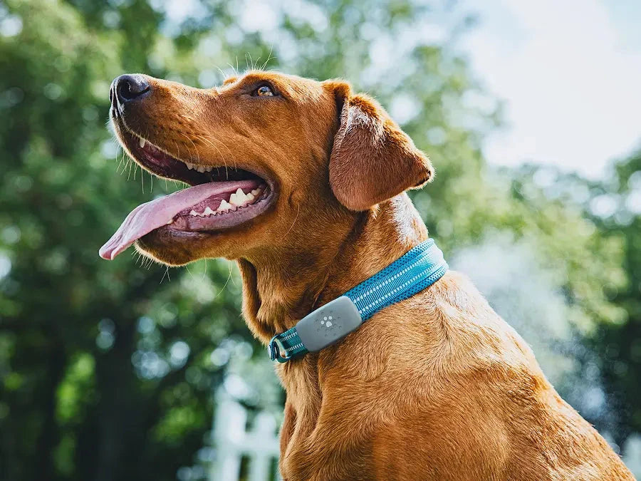 Petivity Smart Dog GPS Tracker