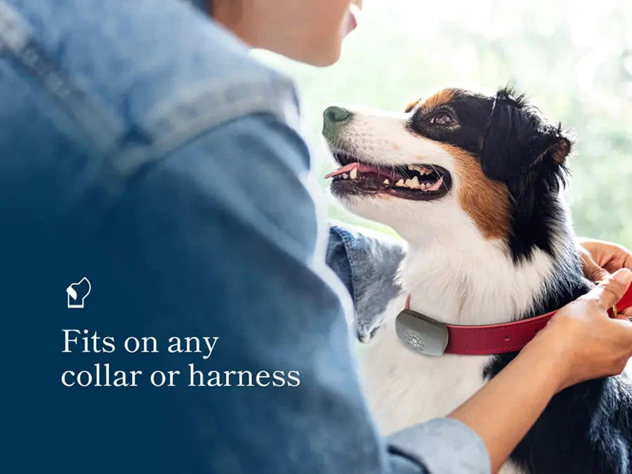 Petivity Smart Dog GPS Tracker