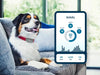 Petivity Smart Dog GPS Tracker