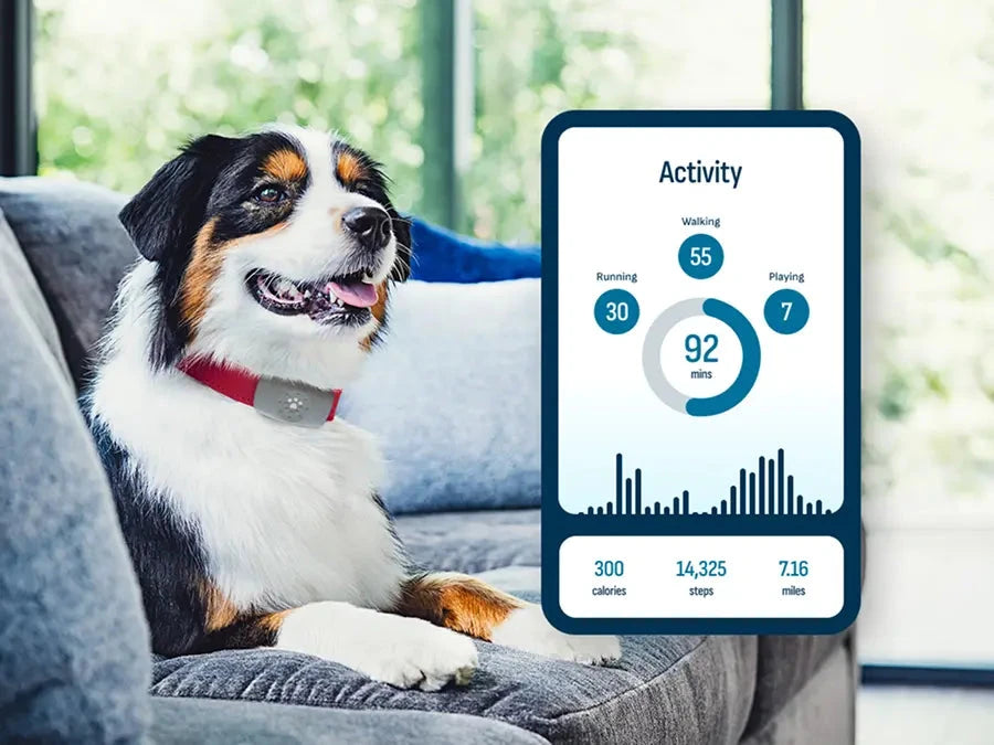 Petivity Smart Dog GPS Tracker