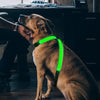 Arnes LED Luminoso para Perro