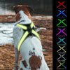 Arnes LED Luminoso para Perro