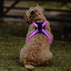 Arnes LED Luminoso para Perro