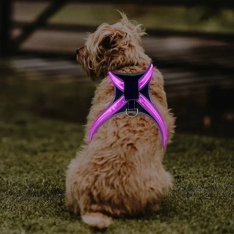 Arnes LED Luminoso para Perro